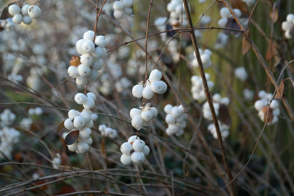 White Snowberry - Image 2
