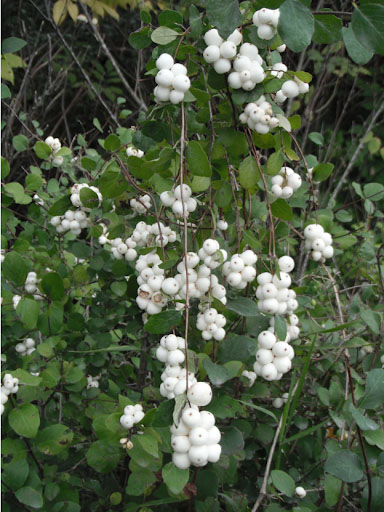 White Snowberry - Image 3
