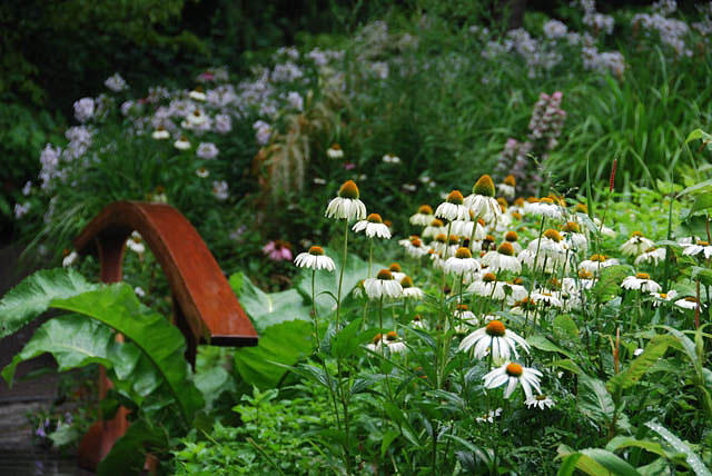 White Swan Coneflower - Image 2