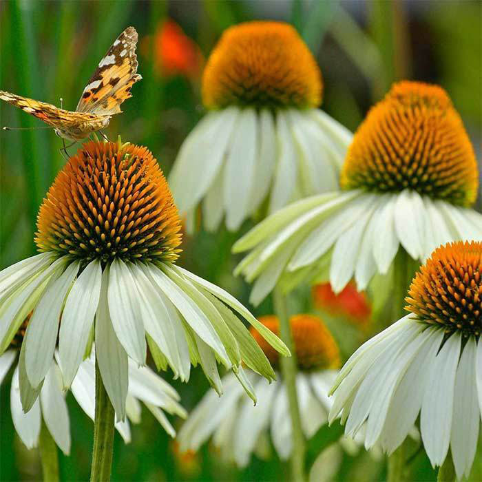 White Swan Coneflower - Image 3