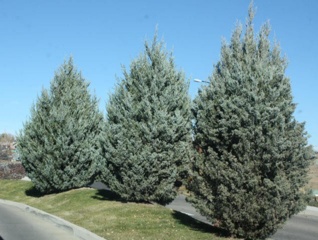 Wichita Blue Juniper - Image 3