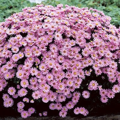 Woods Pink Aster - Image 2