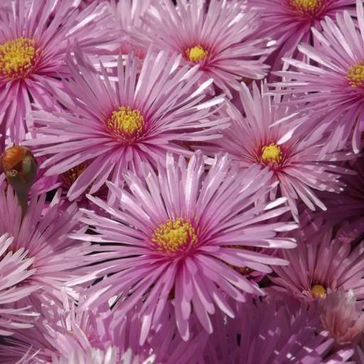 Woods Pink Aster - Image 3