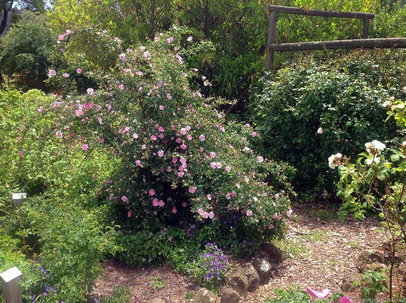 Woodsii Shrub Rose - Image 2