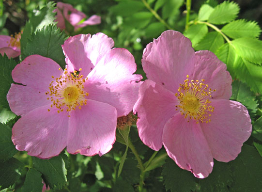 Woodsii Shrub Rose - Image 3