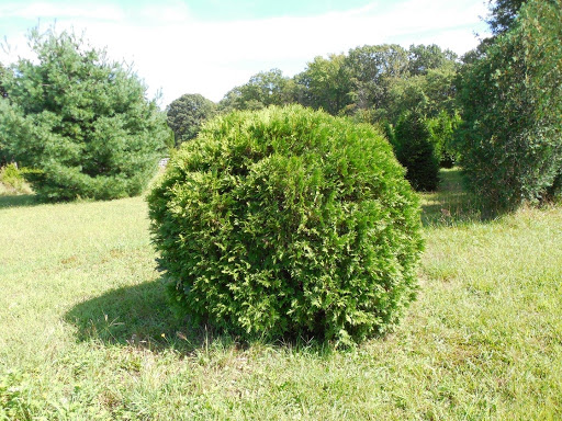 Woodward Globe Arborvitae - Image 2