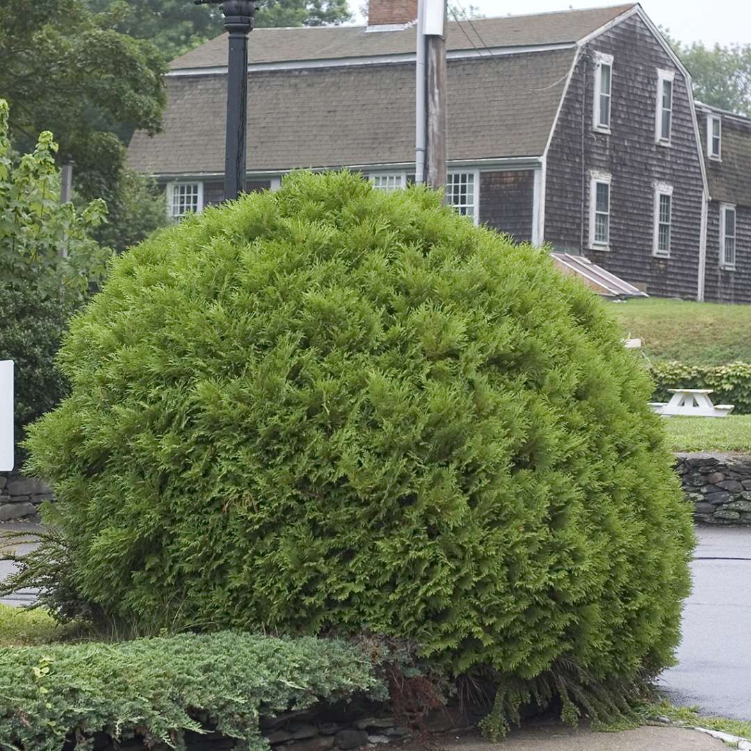 Woodward Globe Arborvitae - Image 3
