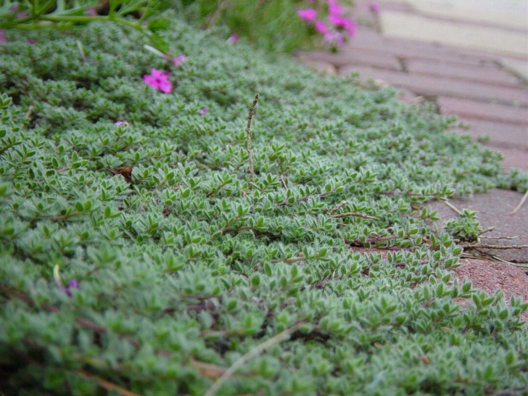 Wooly Thyme - Image 2
