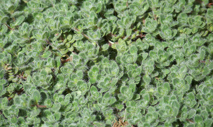 Wooly Thyme - Image 3
