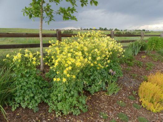 Yellow Columbine - Image 2