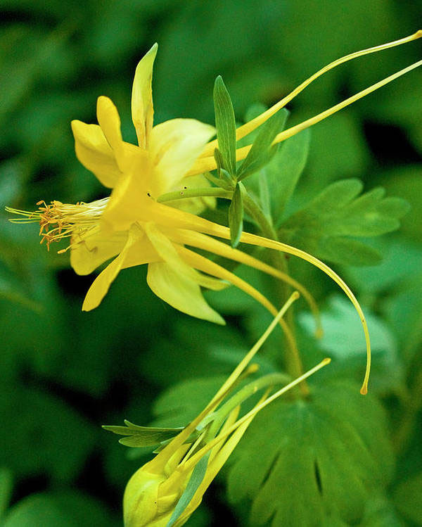 Yellow Columbine - Image 3