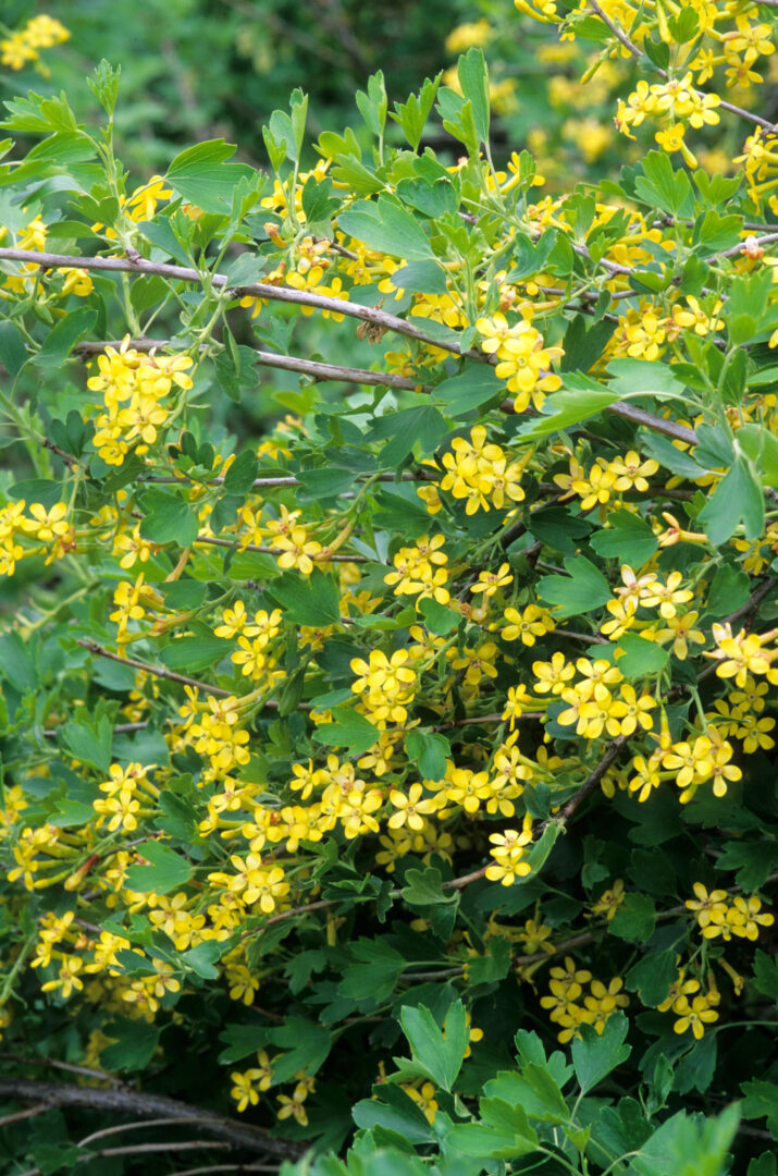 Yellow Flowering Currant - Image 2