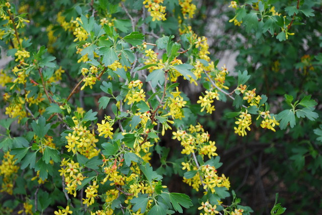 Yellow Flowering Currant - Image 3