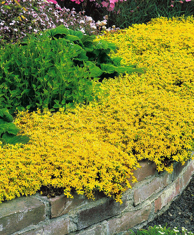 Yellow Stonecrop - Image 2