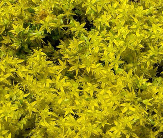 Yellow Stonecrop - Image 3