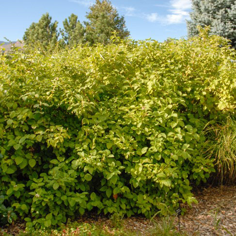 Yellow Twigged Dogwood - Image 2