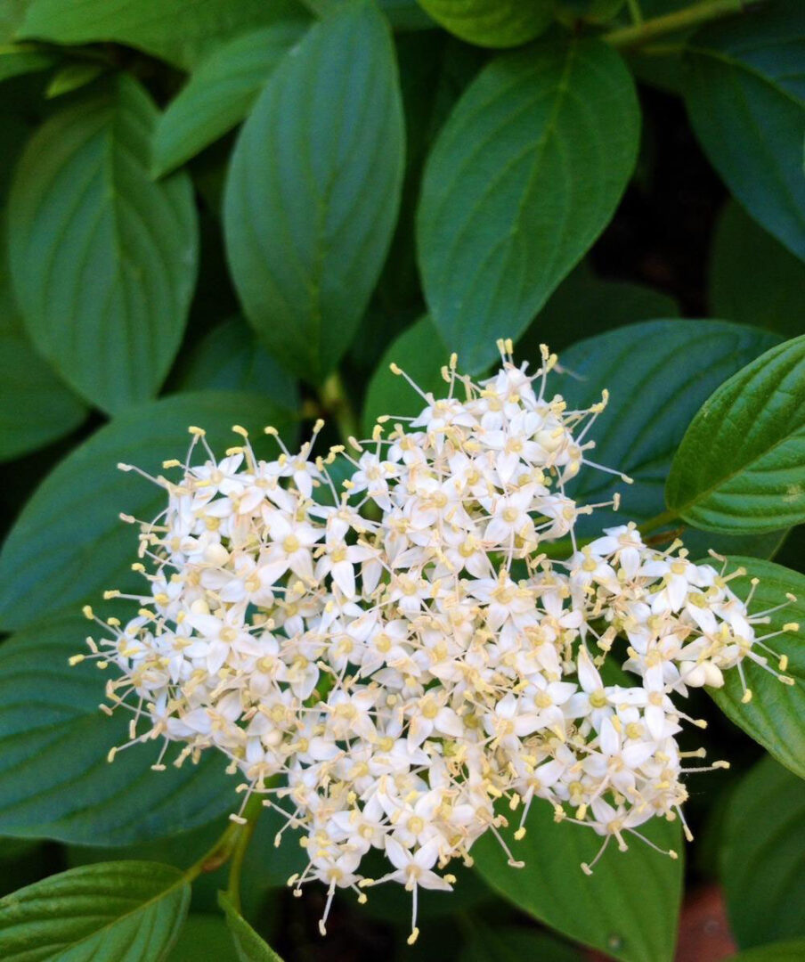 Yellow Twigged Dogwood - Image 3