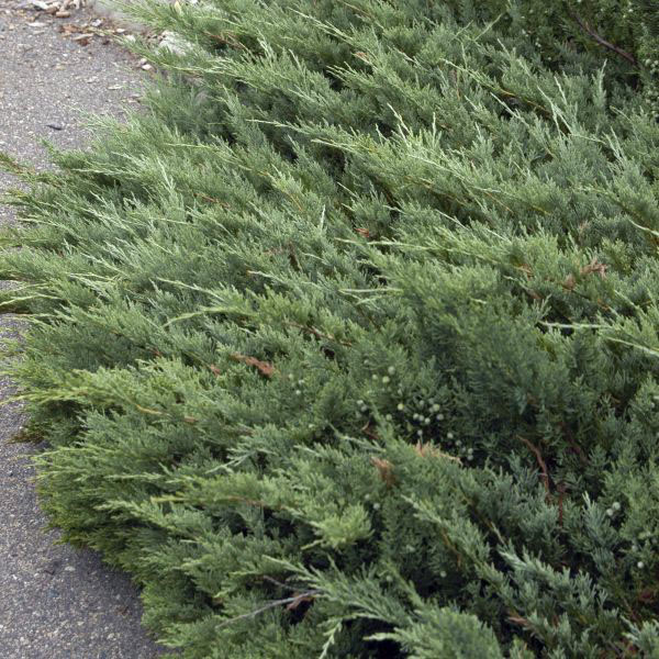 Youngstown Andorra Juniper - Image 3